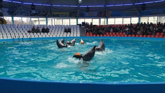 Nemo Dolphinarium